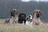 DOGUE ALLEMAND 653